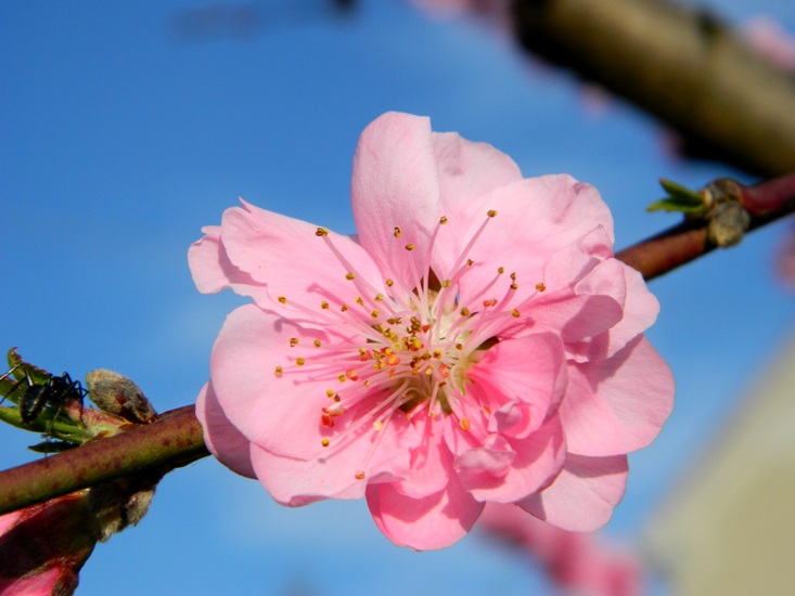 fioriture...di primavera